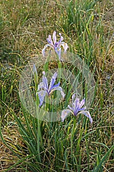 Wild Iris Flowers