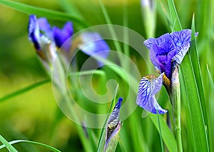 Wild iris flowers