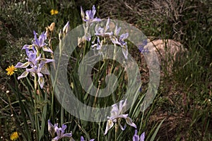 Wild Iris Iris missouriensis Mountain Wildflowers In Colorado