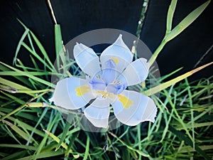 Wild iris and long leaf with depth dark black background. Top shot.