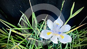 Wild iris and long leaf with depth dark black wooden fence background. Top shot.