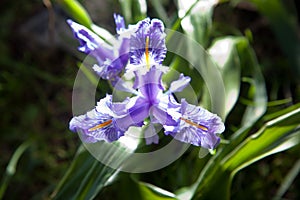 Wild iris