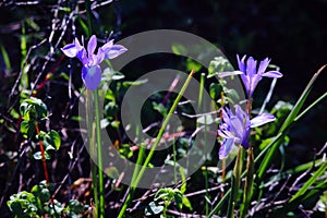 Wild iris purple flowers in the wood.