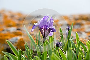 Wild irises blooming in spring