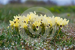 Wild irises blooming in spring