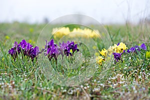 Wild irises blooming in spring