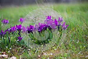 Wild irises blooming in spring