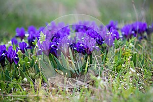 Wild irises blooming in spring