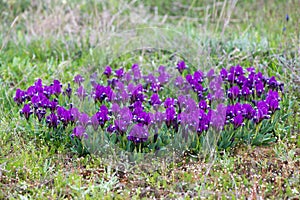 Wild irises blooming in spring