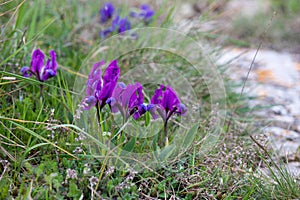 Wild irises blooming in spring