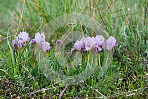 Wild irises blooming in spring