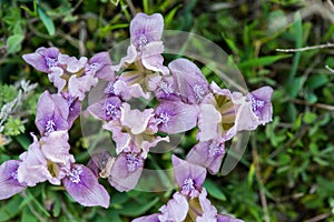 Wild irises blooming in spring