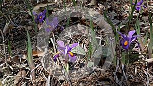 Wild Irises - Iris Verna species iris in North Georgia Mountains