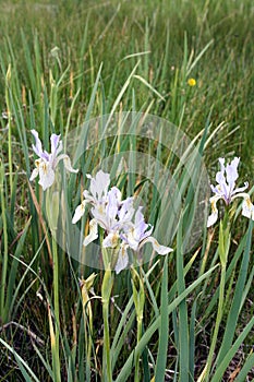 Wild irises on Wyoming prairie