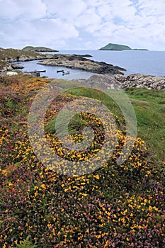 Wild irish flowers and scarriff islands