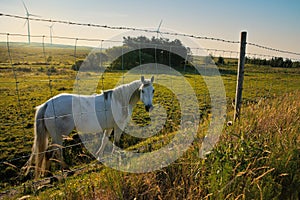 Wild Irish Horse Grazes on a Wind Farm in Ireland