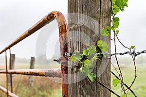 Wild ivy on barbed wire fense post