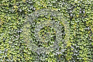 Wild ivy hedera leaves climbing on a wall. Full frame of evergreen ivy foliage