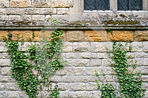 Wild Ivy seen growing up the side of an old Church exterior wall.