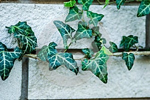 Wild ivy on a white brick