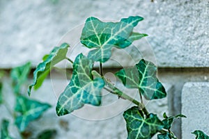 Wild ivy on a white brick