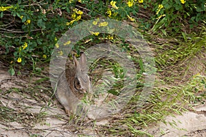 Wild Jack Rabbit