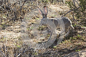 Wild Jackrabbit in Joshua Tree National Park