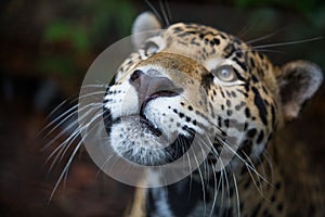 Wild Jaguar in Belize jungle photo