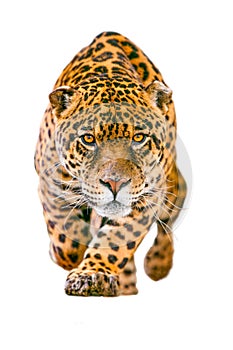 Wild Jaguar Cat Isolated On White