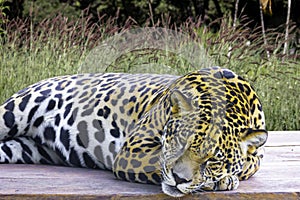 Wild Jaguar ( Panthera onca ) in the dark, artistic photo with ample free space for text