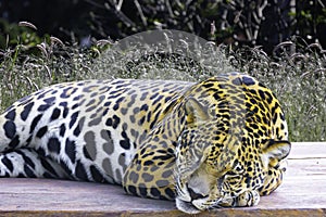 Wild Jaguar ( Panthera onca ) in the dark, artistic photo with ample free space for text