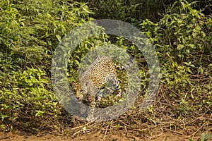 Wild Jaguar Paused in front of Bushes