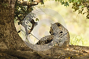 Wild Jaguar, Paw Tucked, Looking to Side, Under Tree