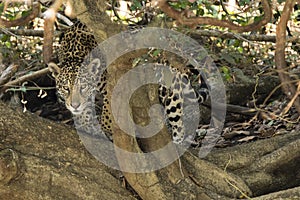 Wild Jaguar Peering Through Twisted Tree Trunk