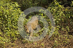 Wild Jaguar Prowling through Jungle