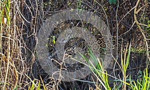 Wild Jaguar behind plants in riverbank, Pantanal, Brazil photo