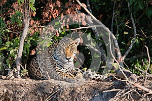 Wild Jaguar on a river bank