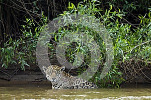 Wild Jaguar in River by Jungle, Front View