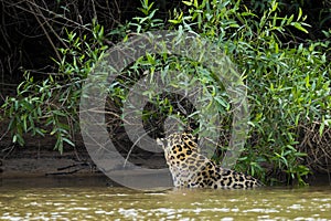 Wild Jaguar in River by Jungle, Rear View Showing Hide Pattern