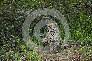 Wild Jaguar Sitting in Jungle Clearing