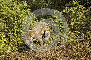 Wild Jaguar Stepping through Bushes Vines