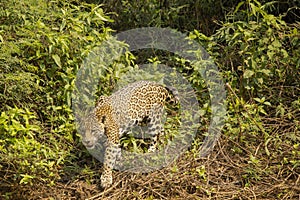 Wild Jaguar Walking over Vines and Bushes