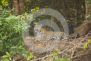Wild Jaguar Yawning in a Jungle Clearing