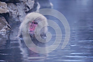 Wild Japanese Macaque - Snow Monkeys