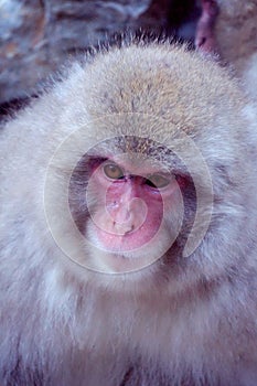Wild Japanese Macaque - Snow Monkeys