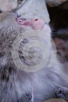 Wild Japanese Macaque - Snow Monkeys