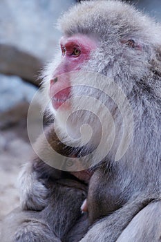 Wild Japanese Macaque - Snow Monkeys