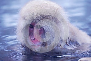 Wild Japanese Macaque - Snow Monkeys