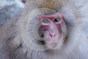 Wild Japanese Macaque - Snow Monkeys