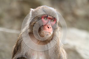 Wild Japanese monkey in Beppu, Japan